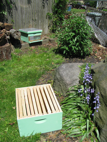 lj050810bees11