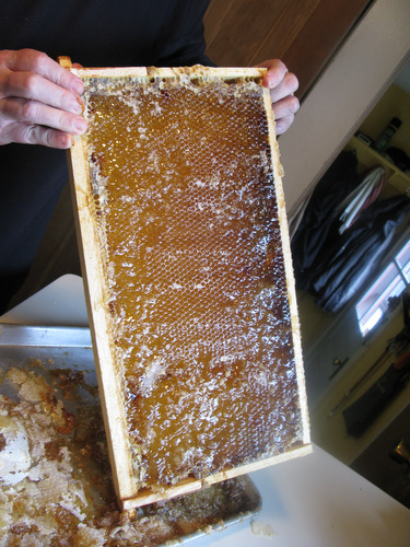 lj041011honey11