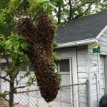 Another Swarm!