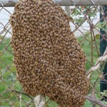 Our Bees Swarm!