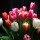 Beautiful Tulips