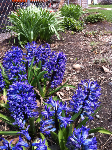 lj041513spring12