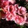 Toyo-Nishiki Flowering Quince