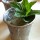 If It’s May, It Must Be Julep Season. Here’s a Mint Julep Recipe for a Crowd
