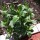 The Farm Gets New Plants