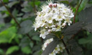 lj060113garden21