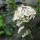 Garden Update: Ninebark, Hydrangea, Patio
