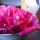 How to Float Peonies