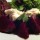 Beet and Goat Cheese Salad with Cilantro and Pickled Onions
